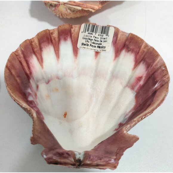 4 Pcs Large Great Scallop Sea Shells 5-5.5" Lion's Paw For Craft Fish Tank Decor - Picture 4 of 16